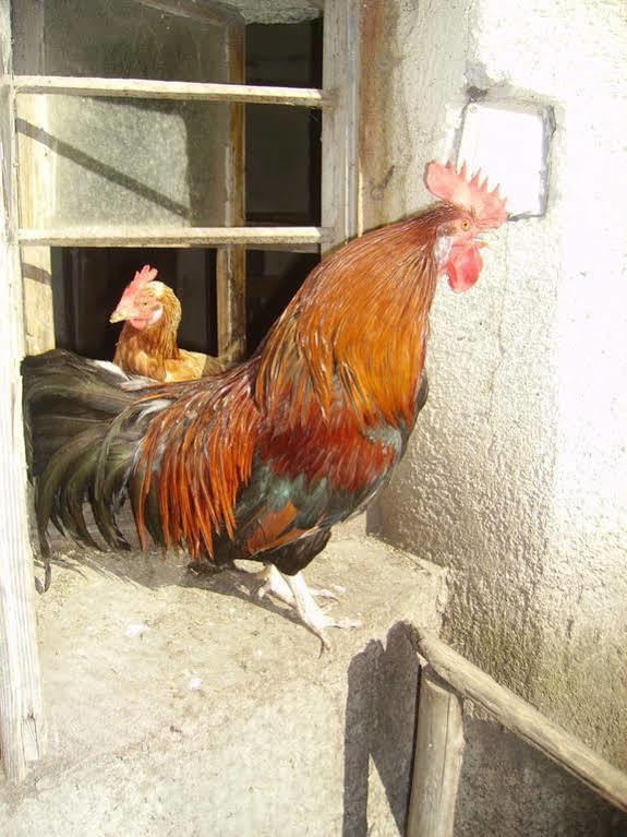 Binderhof 호텔 상트조한인티롤 외부 사진